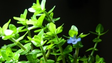 64l -  Akwarium Naturalne - M. Biały