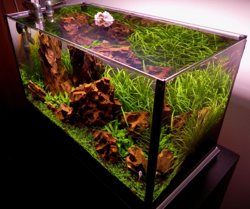 akwarium 37L 031.jpg