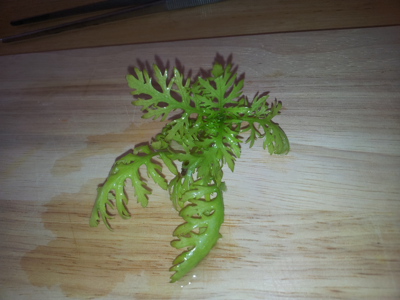20130802_174509.jpg