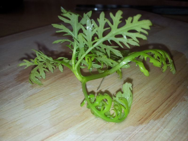 20130802_174605.jpg