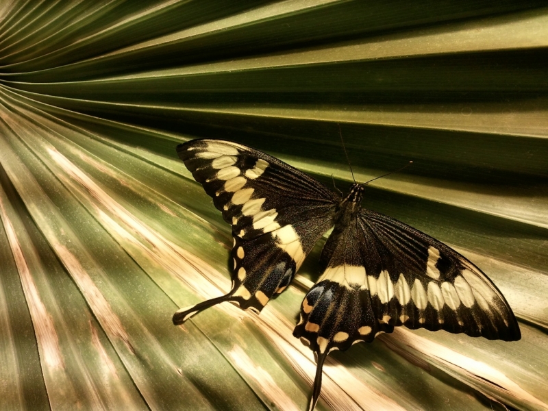 zoo oliwa motylarnia - Kopia.jpg