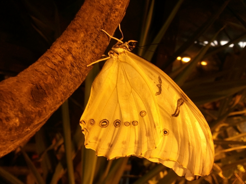 ZOO Oliwa motylarnia (2).jpg