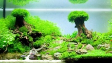 The International Aquatic Plants Layout Contest 2013