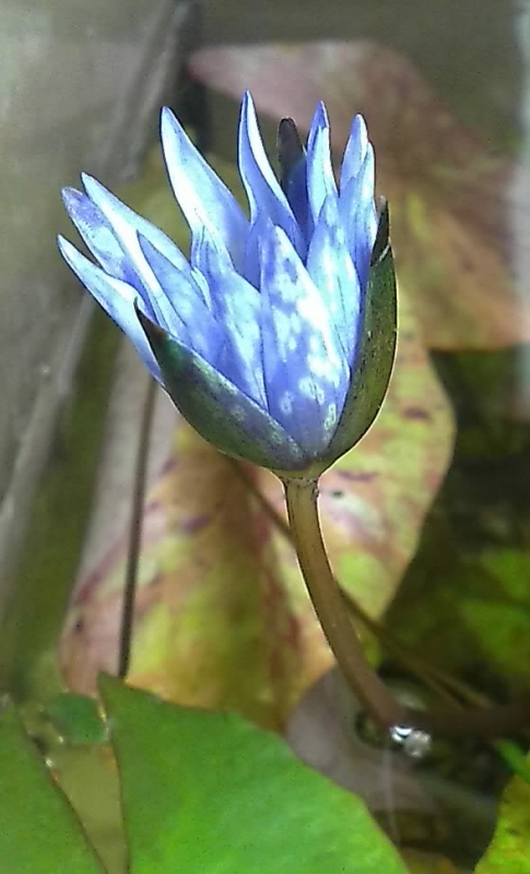 Nymphaea micrantha280-001.jpg