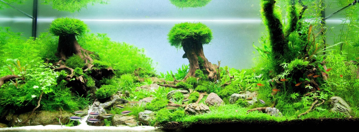 carpatian forest 2013.jpg