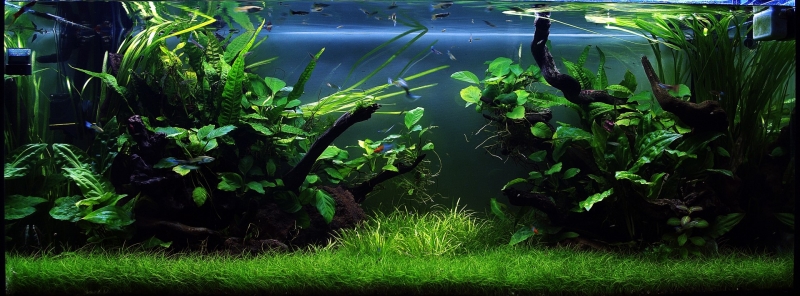 ra (Large).JPG