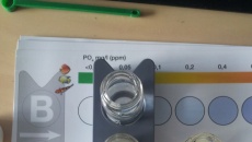 Dziury w liściach Kryptokoryna czego brak??
