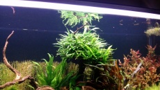 450l - amatorka