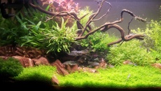 112l - Tree on a slope -  Hanyss