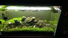 182l - Iwagumi