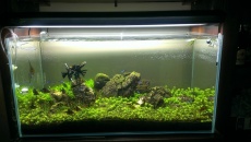 182l - Iwagumi