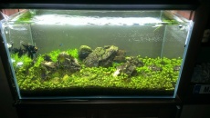 182l - Iwagumi
