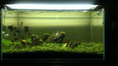 182l - Iwagumi