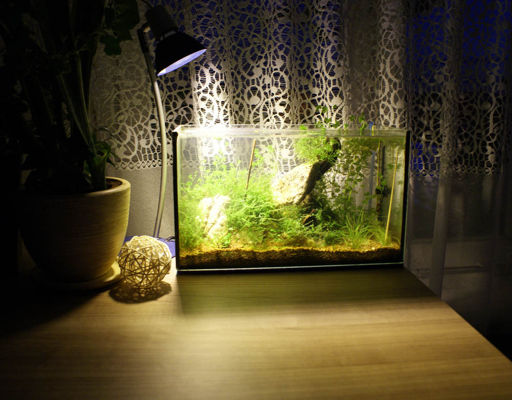 DSC09339v1.jpg