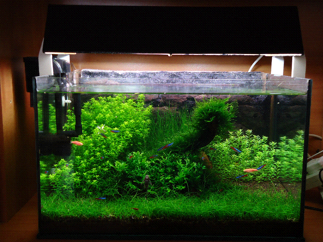 2.GIF