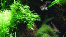 054l - Misz masz - Bartek