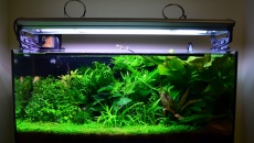 pierwszy holender