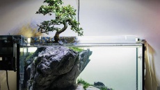Bonsai w akwarium