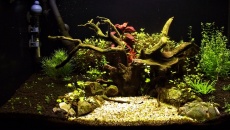 54 The Small Tree