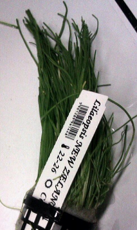 IMAG0438-1-1.jpg