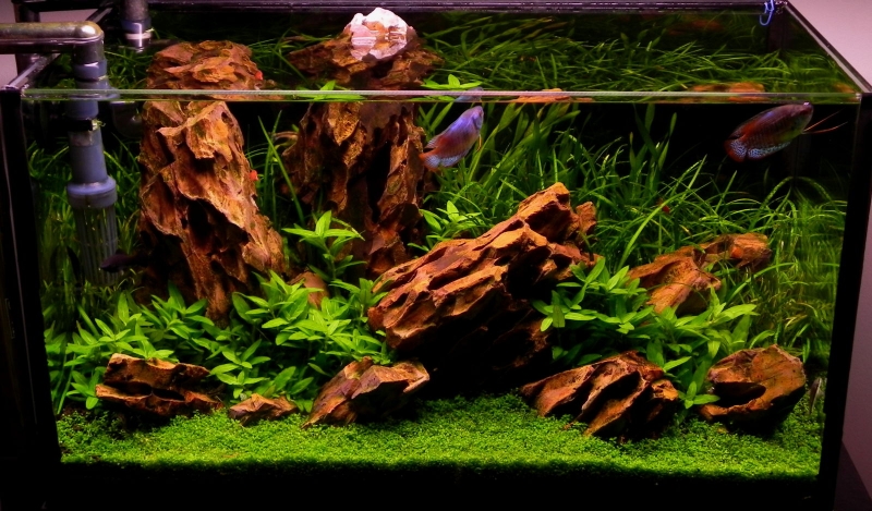 akwarium 37L 056.jpg