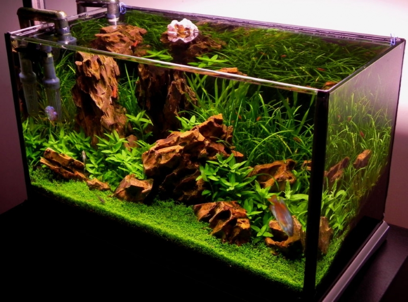 akwarium 37L 047.jpg