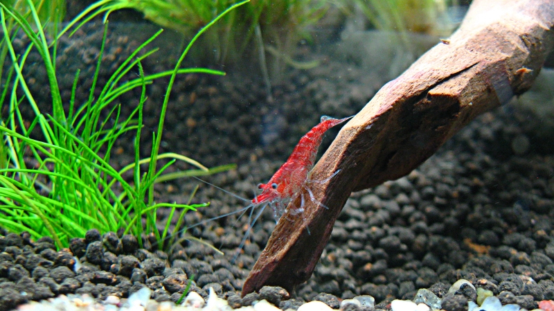 1 dzień red sakura.jpg
