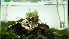20l - mini_nature_03 - rafau