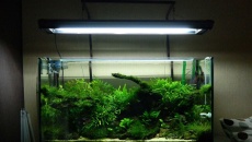 63l - "Mysterious Root"