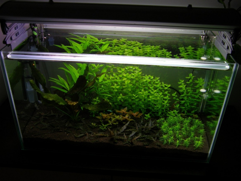 bacopa3.JPG