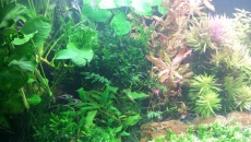 720l - Jungle Boracz