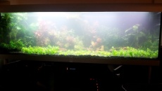 720l - Jungle Boracz