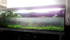 720l - Jungle Boracz