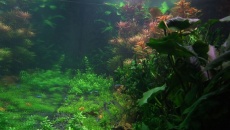 720l - Jungle Boracz