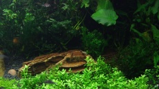 720l - Jungle Boracz