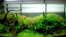 180l - Hands of Treebeard - Piotrek