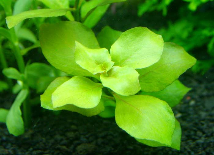 palustris7176.jpg