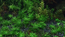 720l - Jungle Boracz