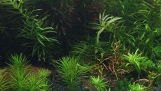 720l - Jungle Boracz