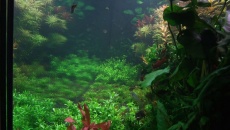720l - Jungle Boracz