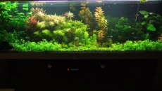 720l - Jungle Boracz