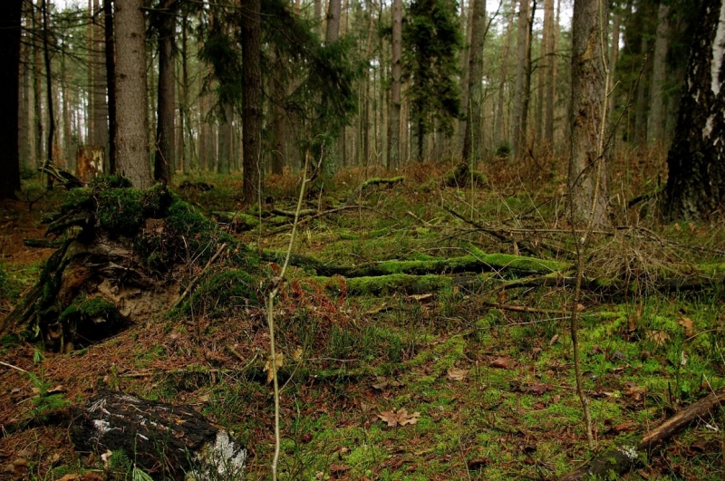 _IGP7170 (Large) (Medium).JPG