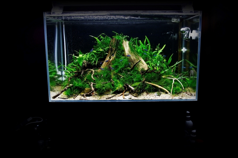 Arcadia FW + Osram Skywhite (Large).JPG