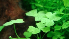 020l - 36x22x26 - Maciek Morchat