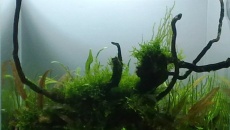 20l -  Mini M "Korona" - Jonhbol