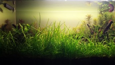 128l - In the Grass
