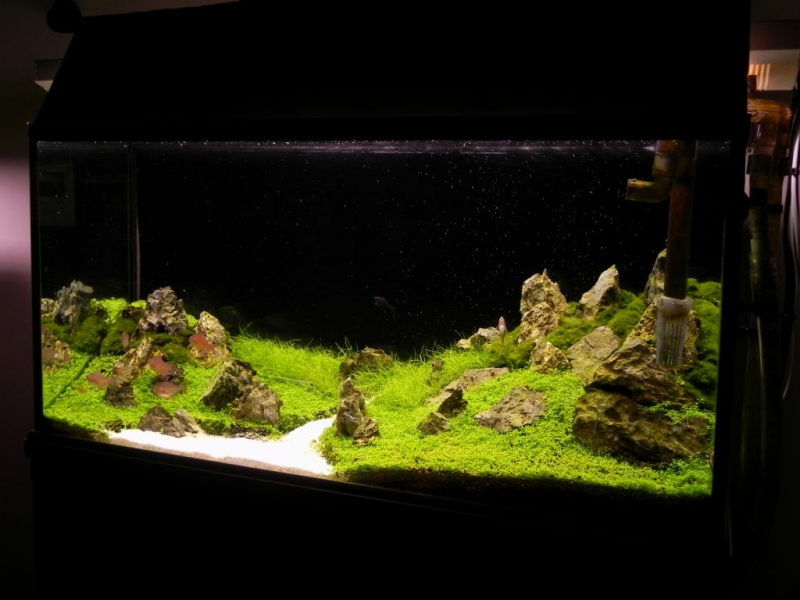 akwarium 112l   12.12.2013 065.jpg