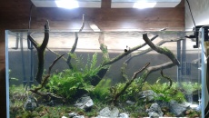 Kolejne Nature Aquarium mojego wykonania :)