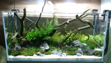Kolejne Nature Aquarium mojego wykonania :)