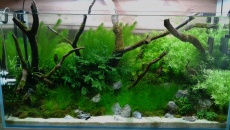 Kolejne Nature Aquarium mojego wykonania :)